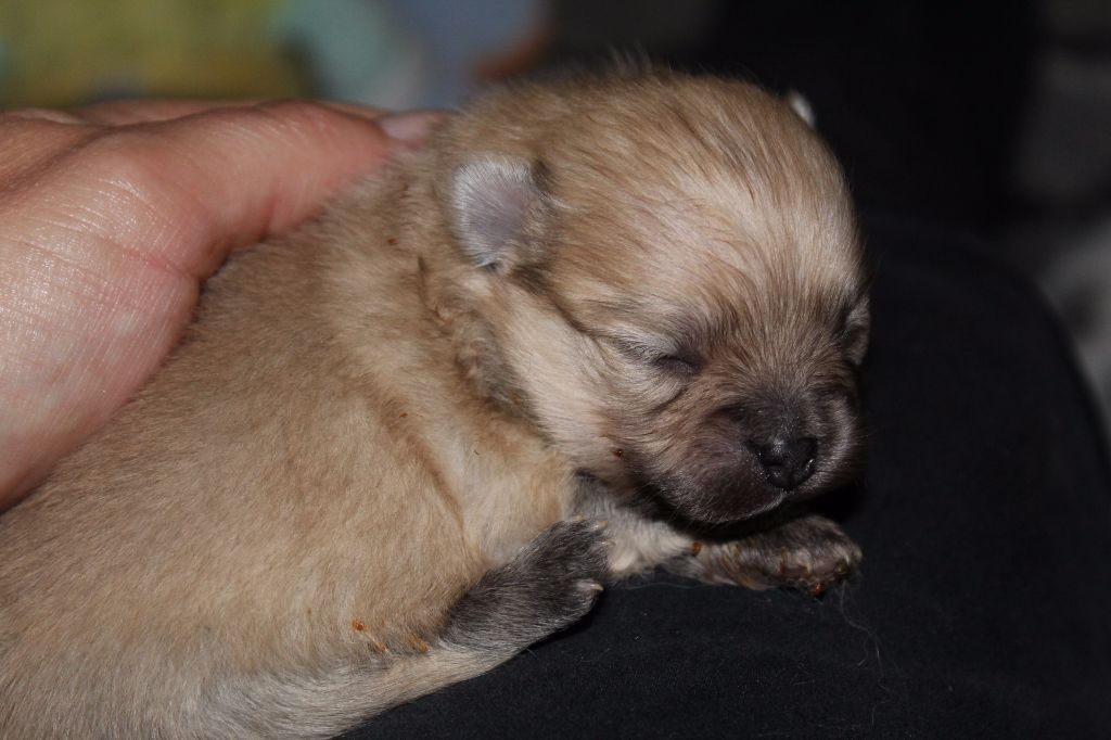 Royal Fluffy - Chiot disponible  - Spitz allemand