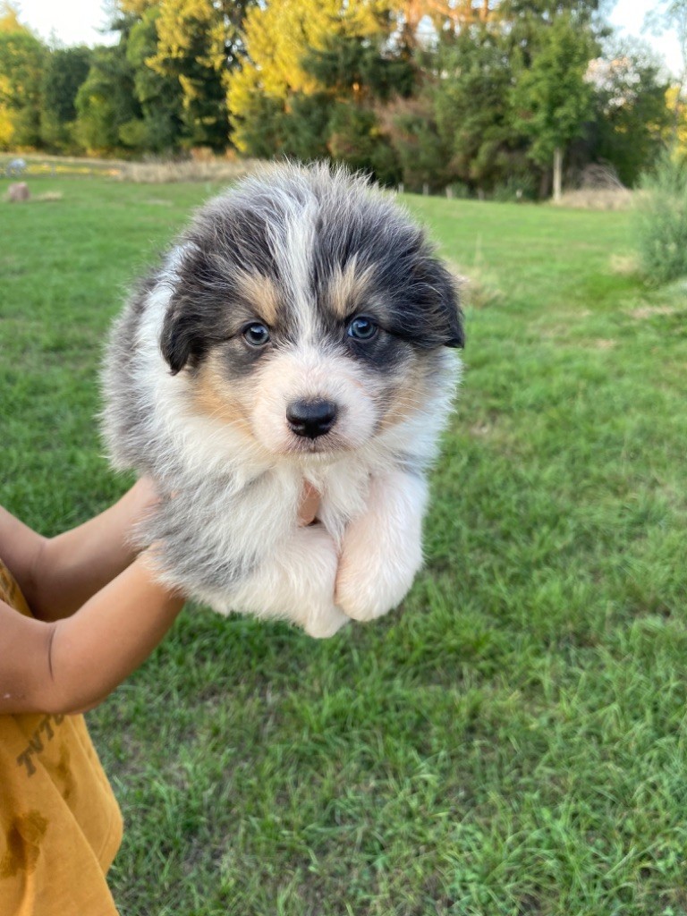 Royal Fluffy Tess