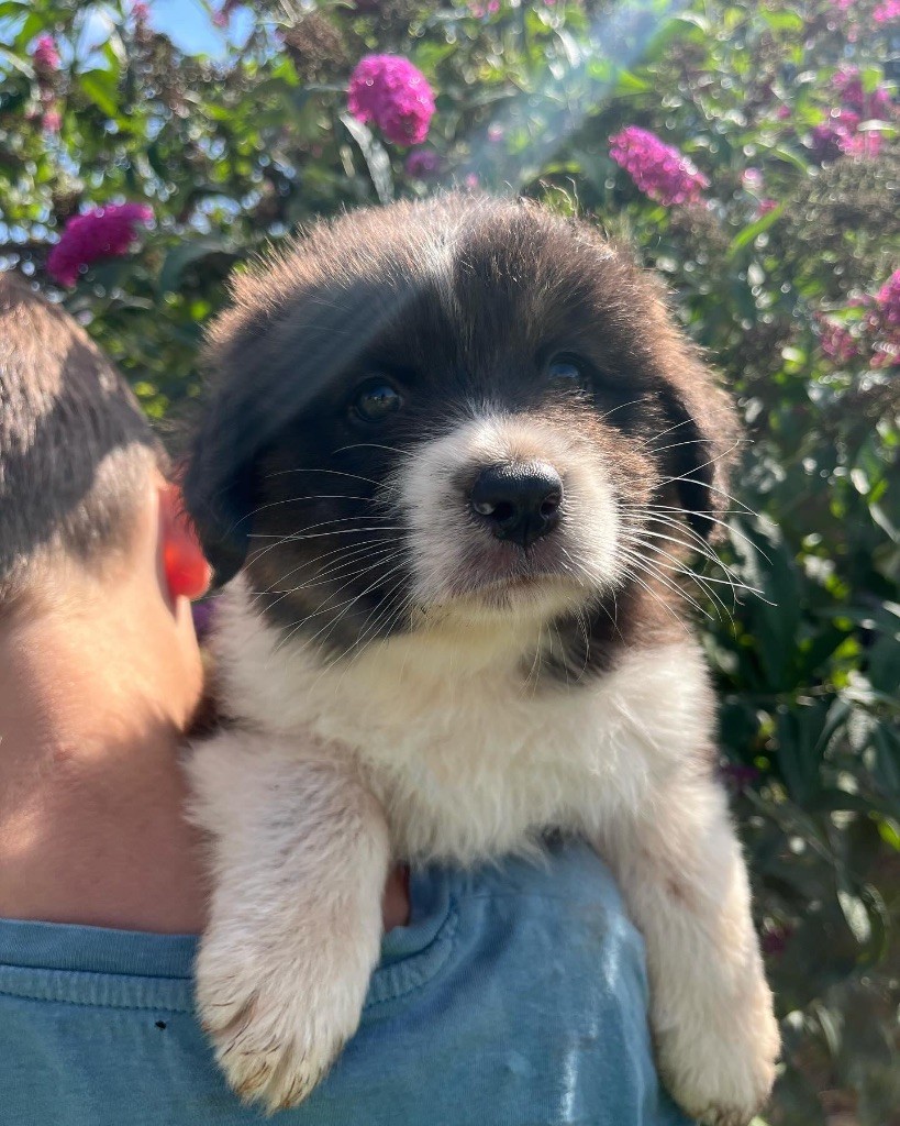 Royal Fluffy - Chiot disponible  - Berger Australien