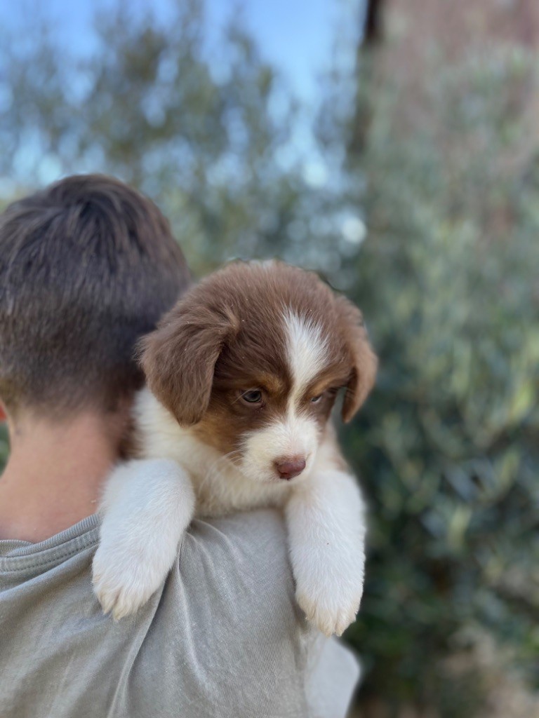 Royal Fluffy - Chiot disponible  - Berger Australien