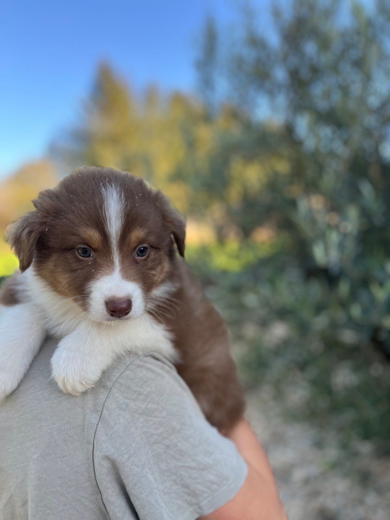 Royal Fluffy - Chiot disponible  - Berger Australien