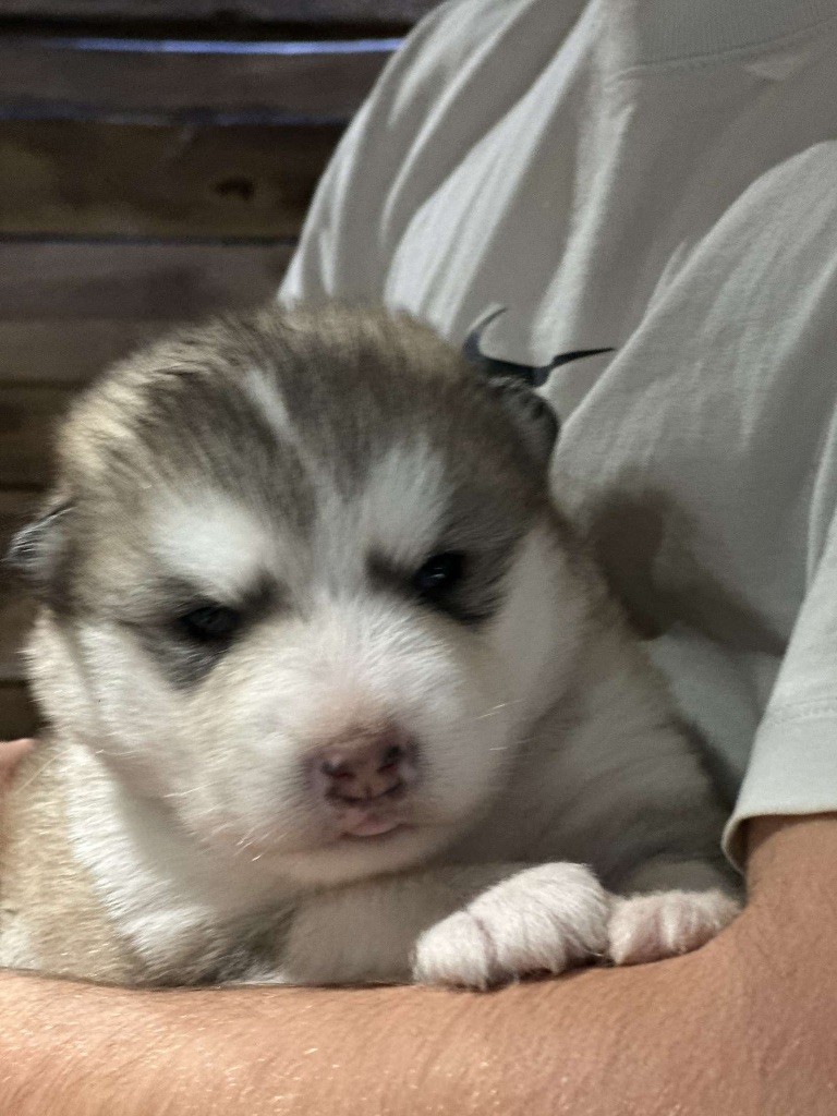 Royal Fluffy - Chiot disponible  - Alaskan Malamute