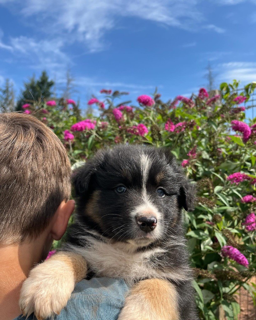 Royal Fluffy - Chiot disponible  - Berger Australien