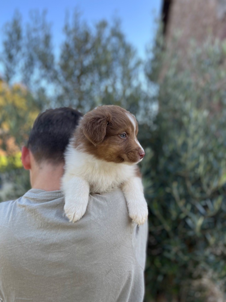 Royal Fluffy - Chiot disponible  - Berger Australien