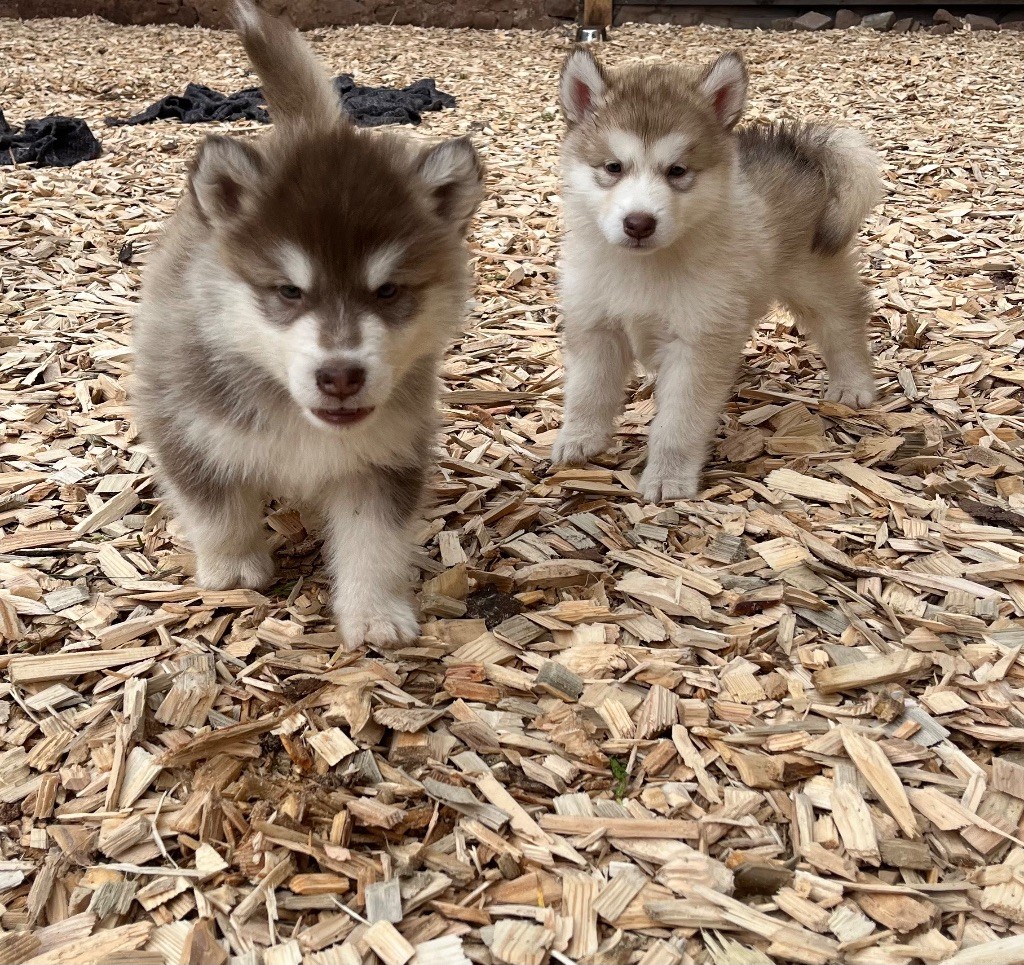 Royal Fluffy - Chiot disponible  - Alaskan Malamute