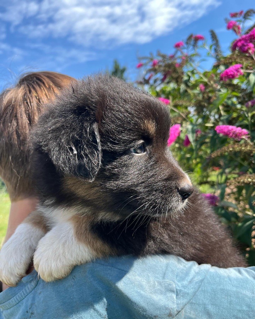 Royal Fluffy - Chiot disponible  - Berger Australien