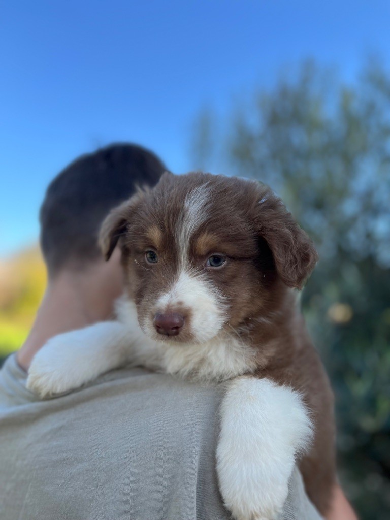 Royal Fluffy - Chiot disponible  - Berger Australien