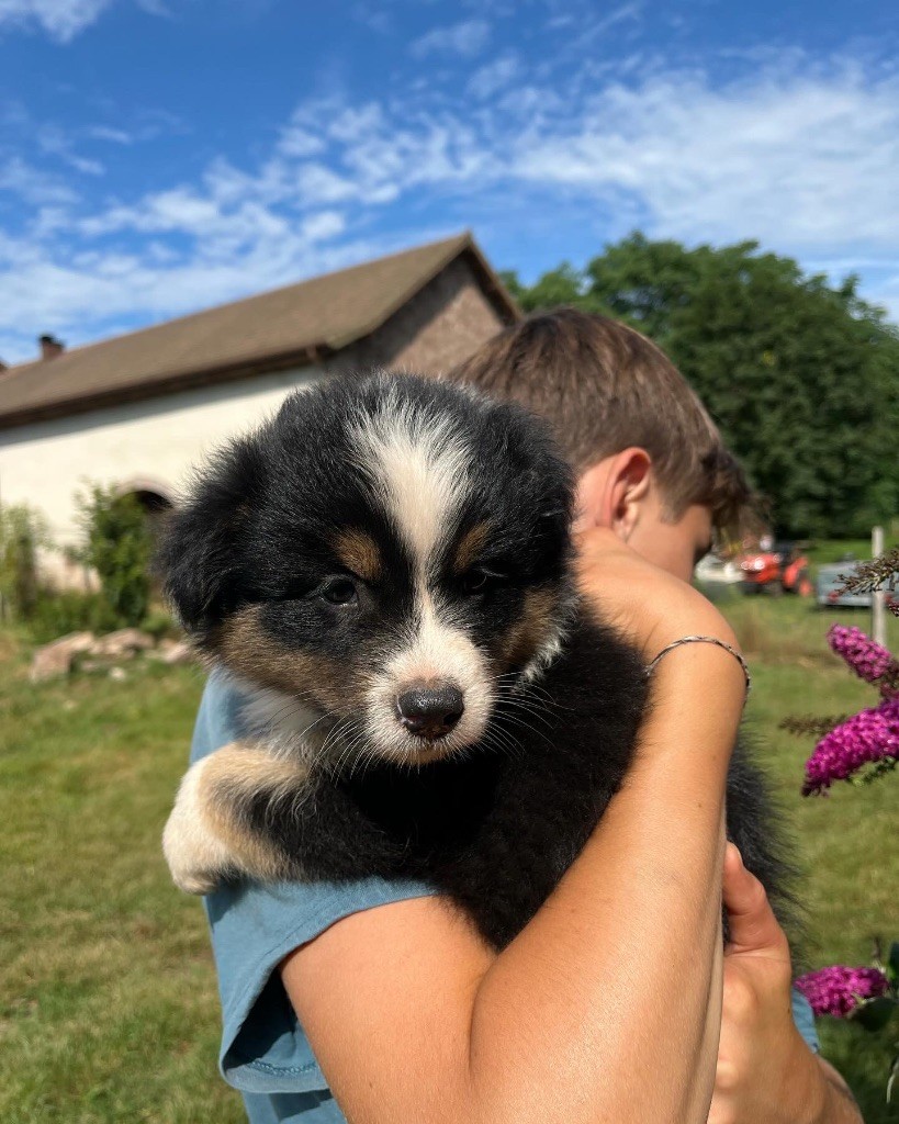 Royal Fluffy - Chiot disponible  - Berger Australien