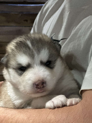 Royal Fluffy - Alaskan Malamute - Portée née le 04/11/2024