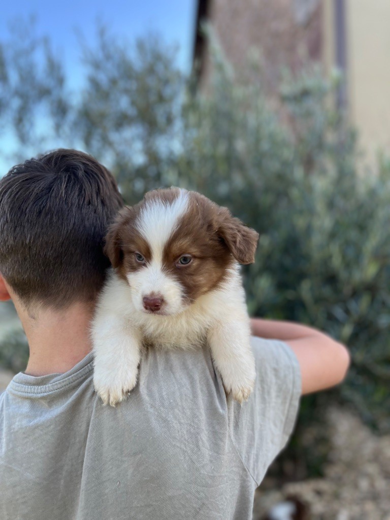 Royal Fluffy - Chiot disponible  - Berger Australien