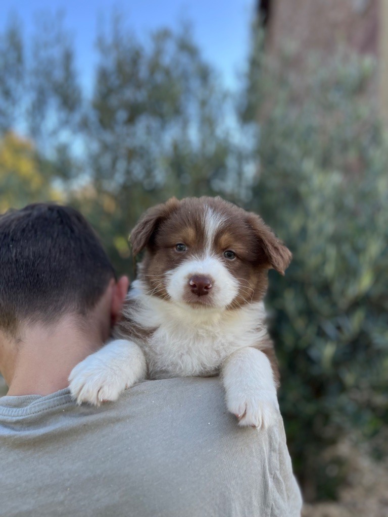 Royal Fluffy - Chiot disponible  - Berger Australien