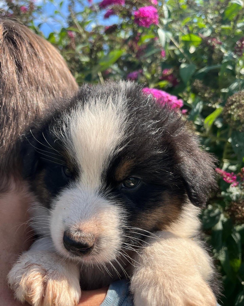 Royal Fluffy - Chiot disponible  - Berger Australien