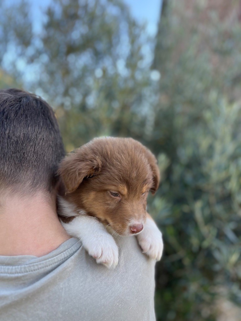 Royal Fluffy - Chiot disponible  - Berger Australien