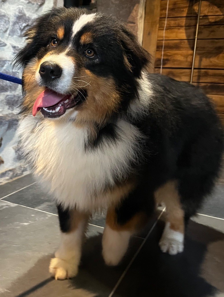 Royal Fluffy Valkyrie