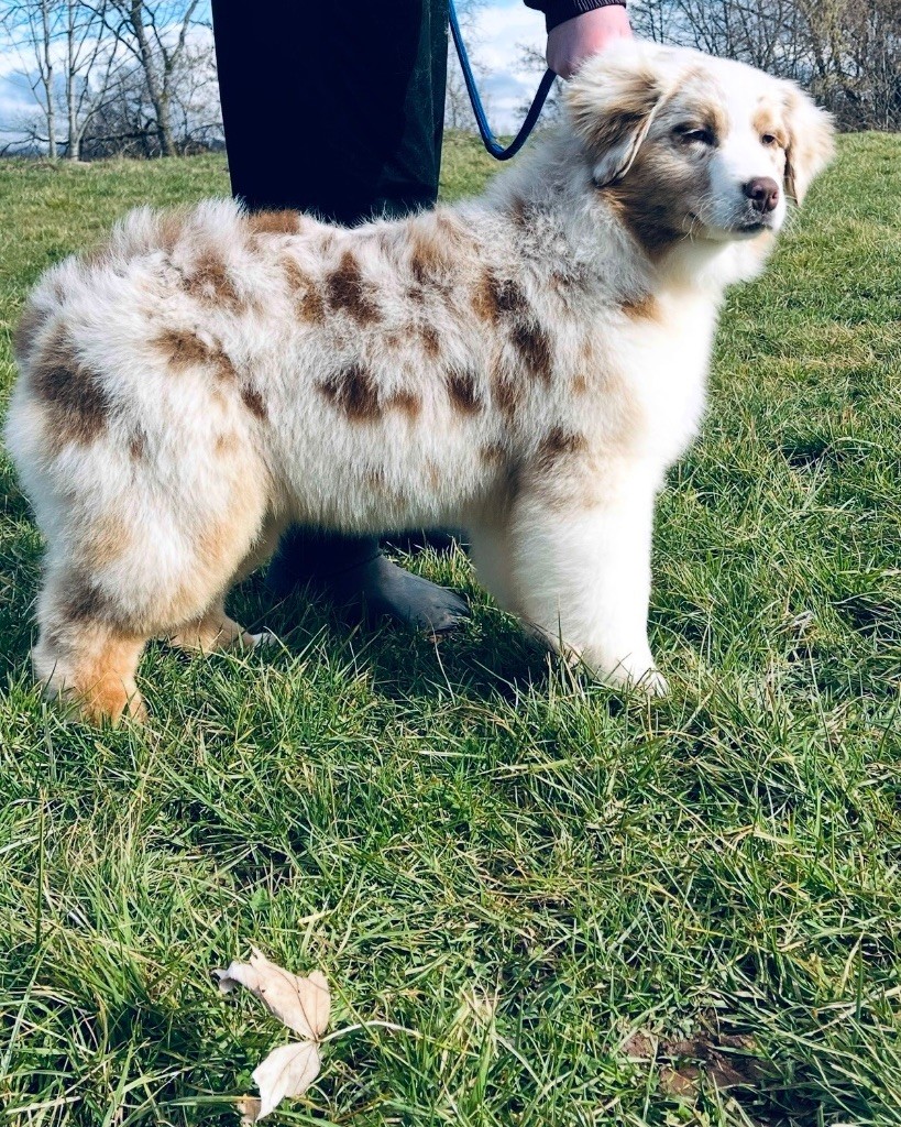 Alaska Royal Fluffy