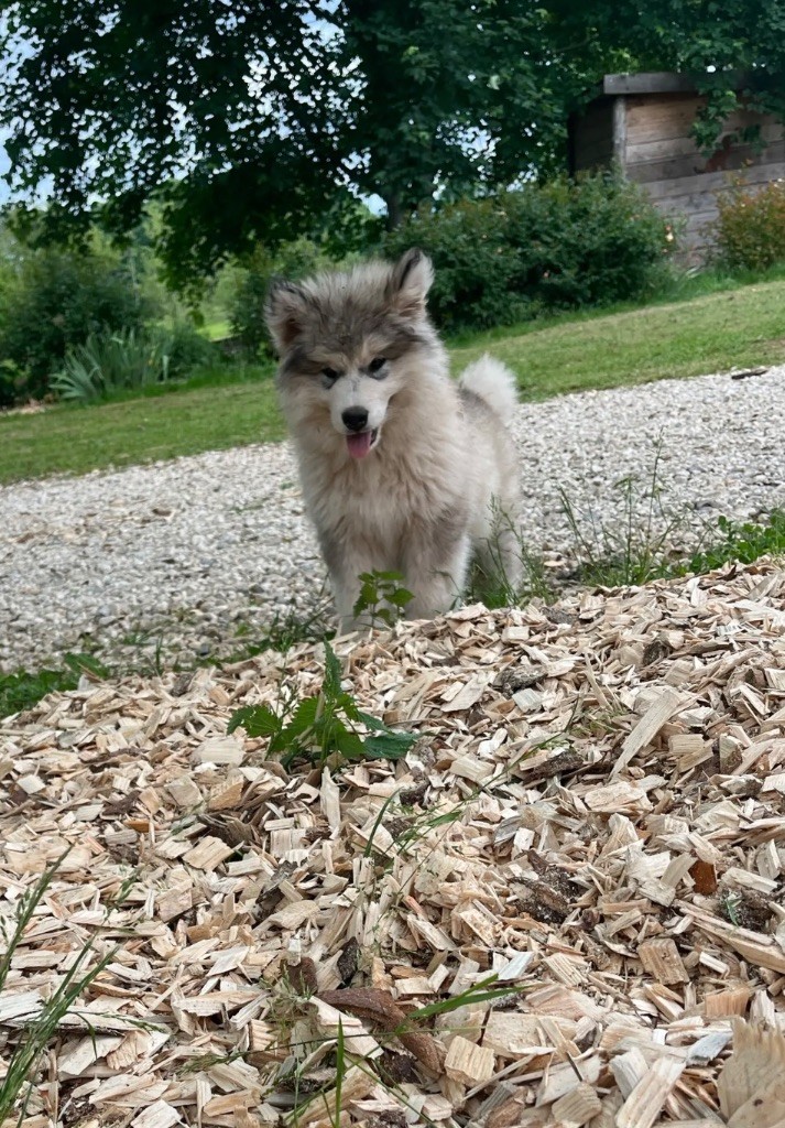 Alpha Royal Fluffy
