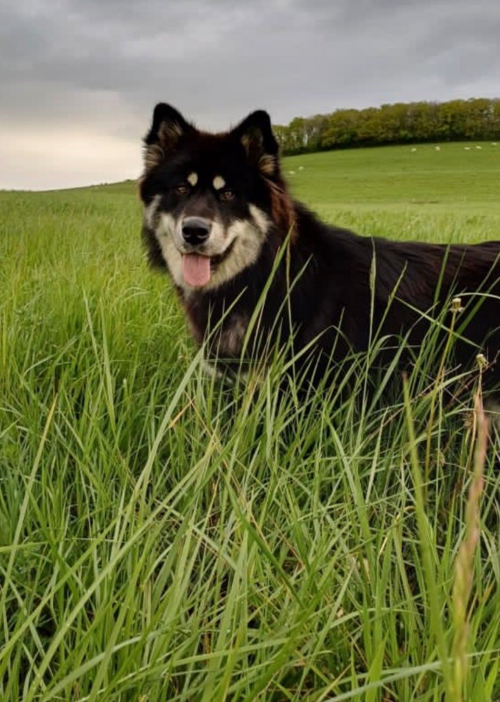 Mayoke Into The Wild With
