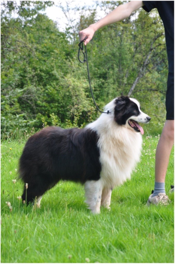 Vas-y wrap Little Cowboy