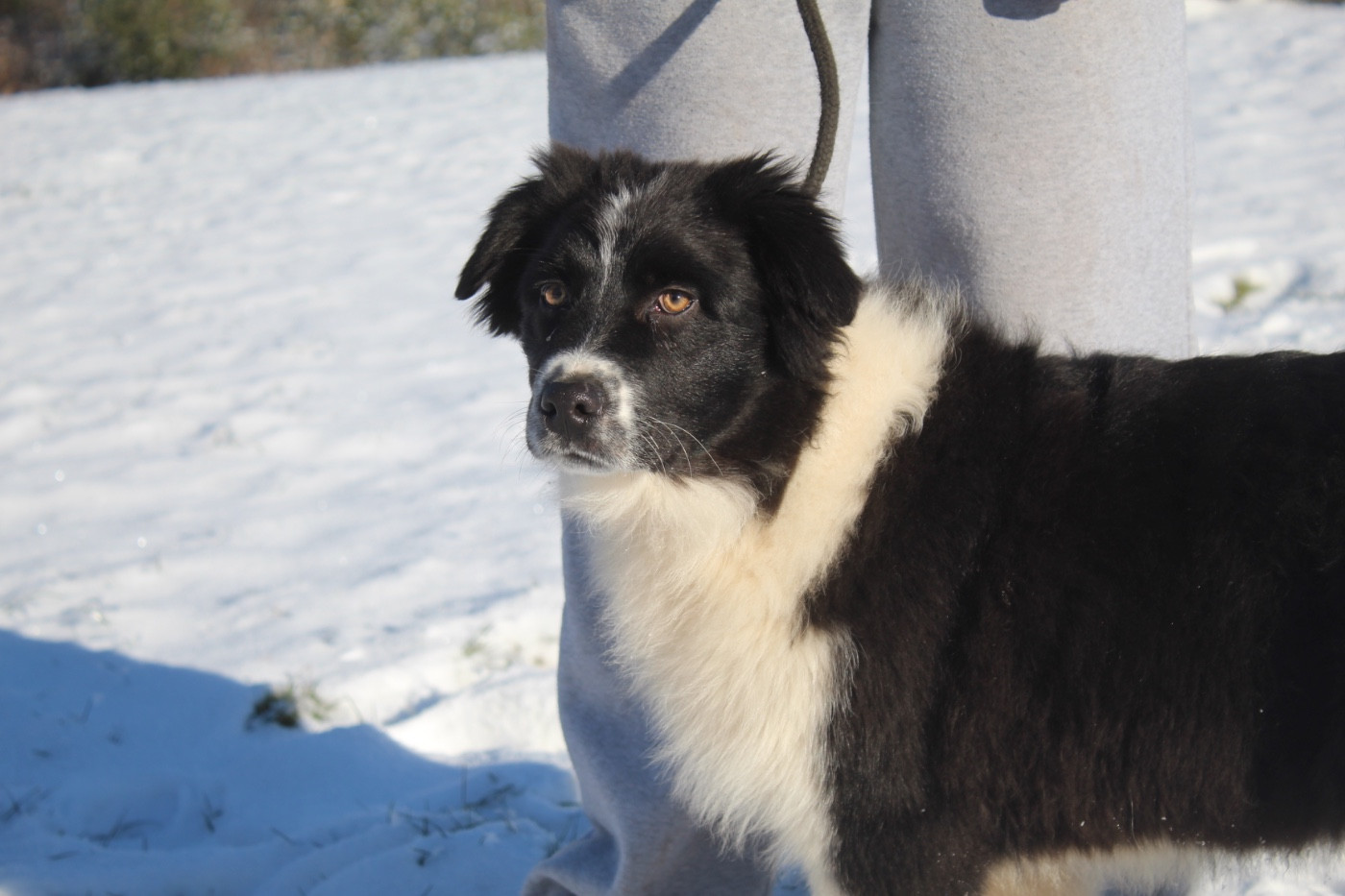 Royal Fluffy A need you