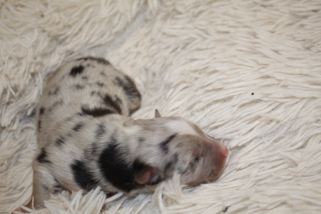 Royal Fluffy - Chiots disponibles - Berger Australien