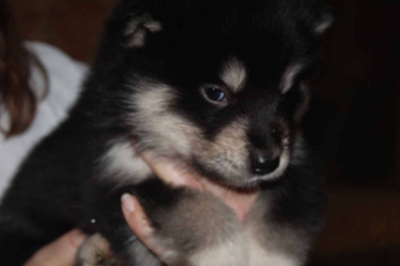 Royal Fluffy - Chiots disponibles - Alaskan Malamute