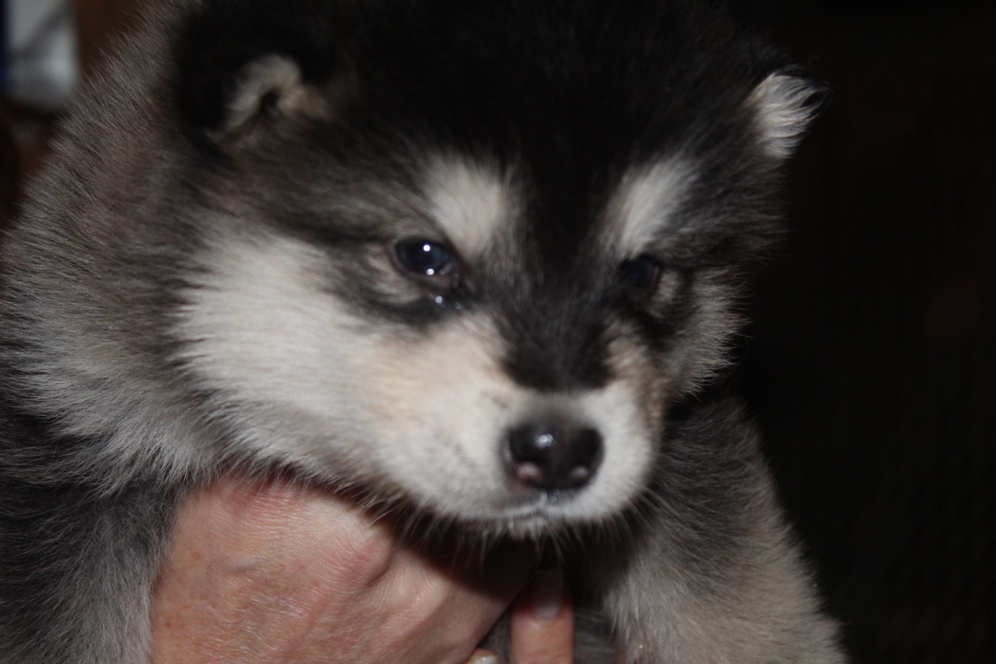 Royal Fluffy - Chiots disponibles - Alaskan Malamute