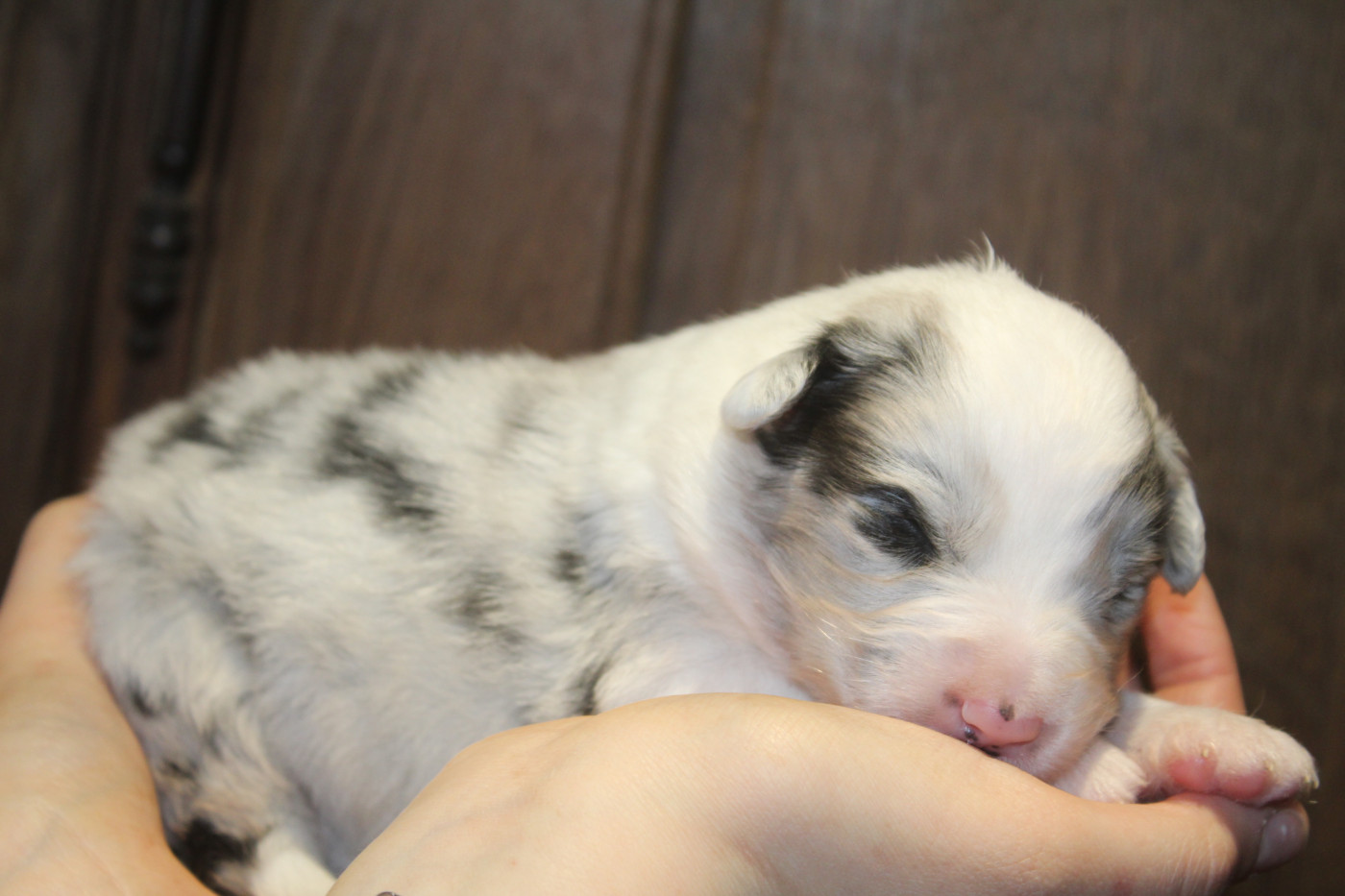 Royal Fluffy - Chiots disponibles - Berger Australien