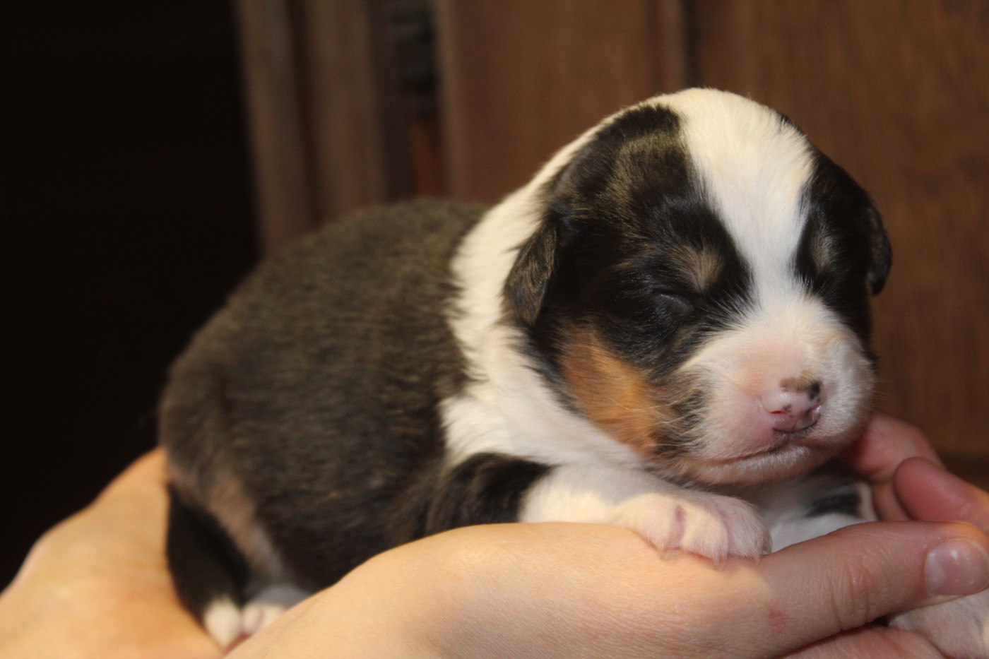 Royal Fluffy - Chiots disponibles - Berger Australien