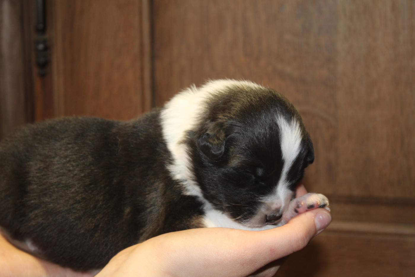 Royal Fluffy - Chiots disponibles - Berger Australien