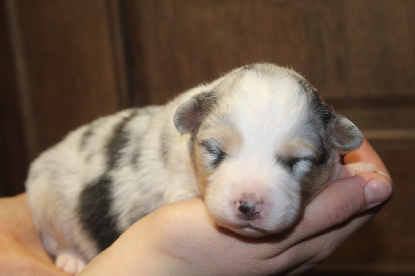 Royal Fluffy - Chiots disponibles - Berger Australien