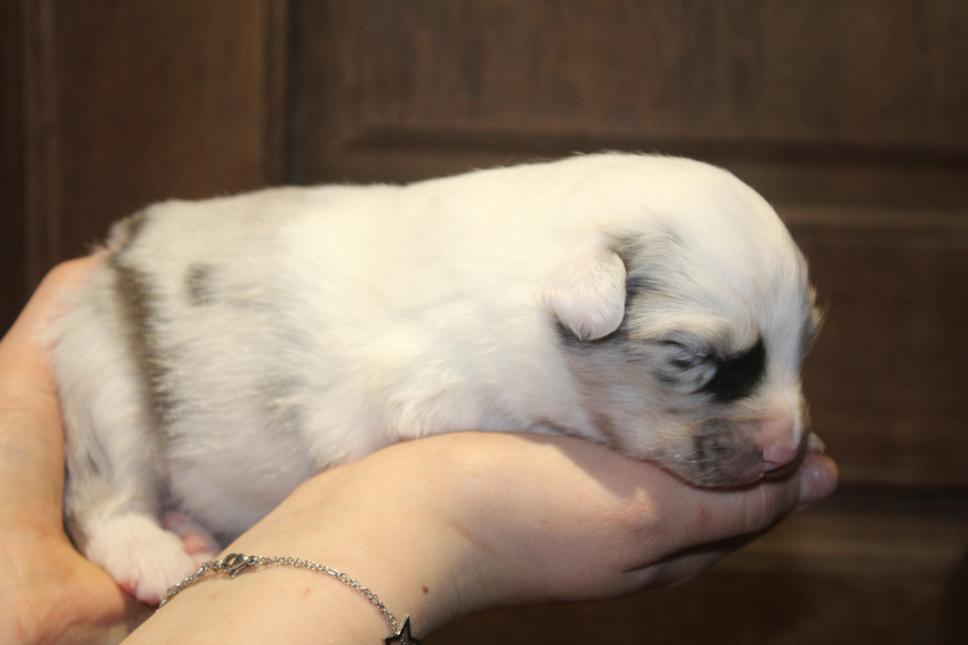 Royal Fluffy - Chiots disponibles - Berger Australien