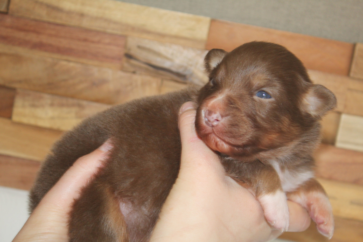 Royal Fluffy - Chiots disponibles - Berger Australien