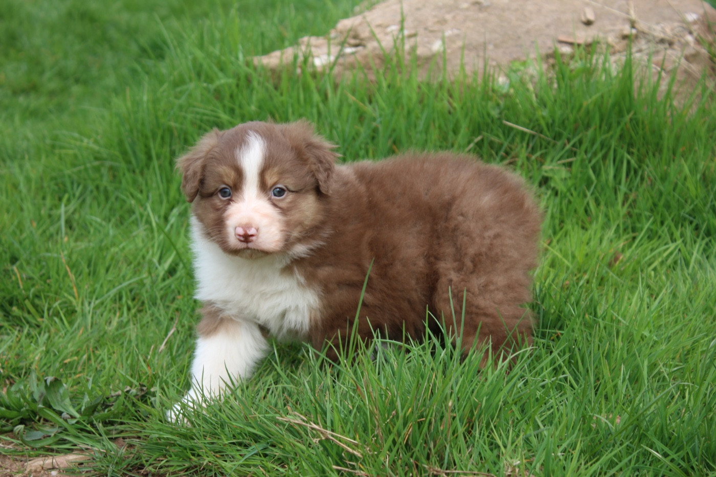 Royal Fluffy - Chiots disponibles - Berger Australien