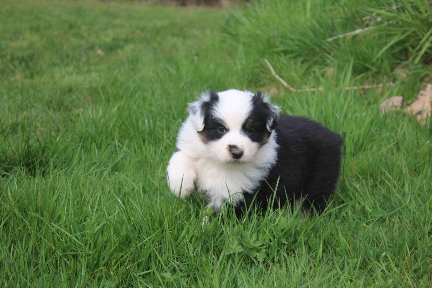 Royal Fluffy - Chiots disponibles - Berger Australien