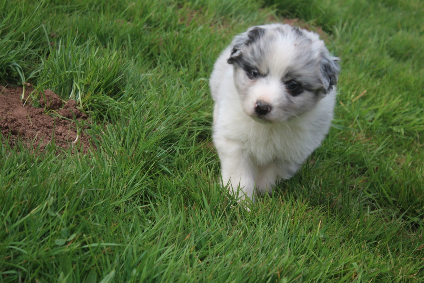 Royal Fluffy - Chiots disponibles - Berger Australien