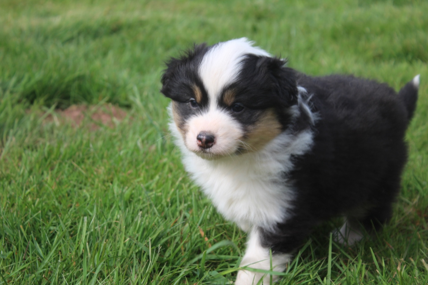 Royal Fluffy - Chiots disponibles - Berger Australien