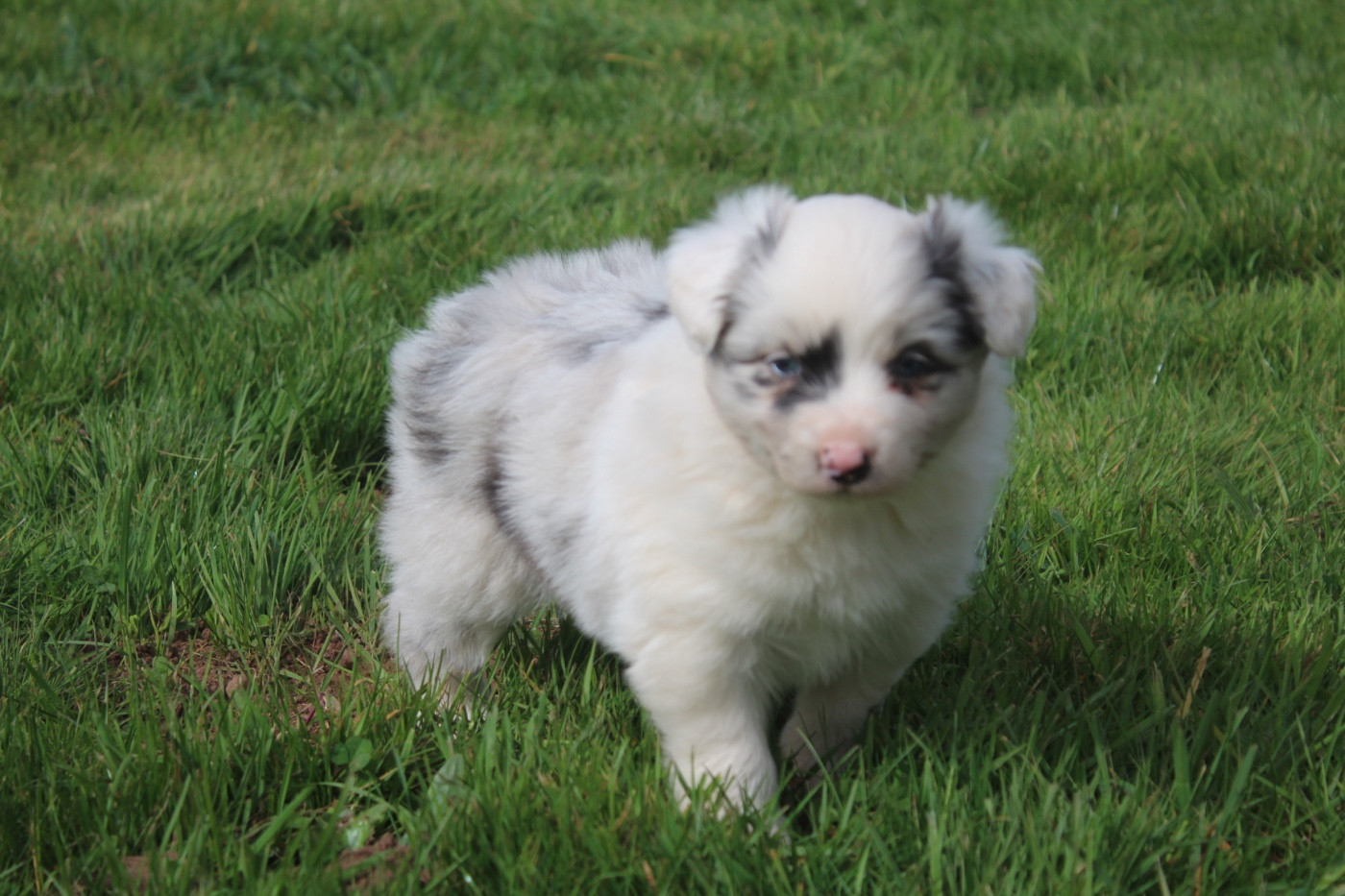 Royal Fluffy - Chiots disponibles - Berger Australien