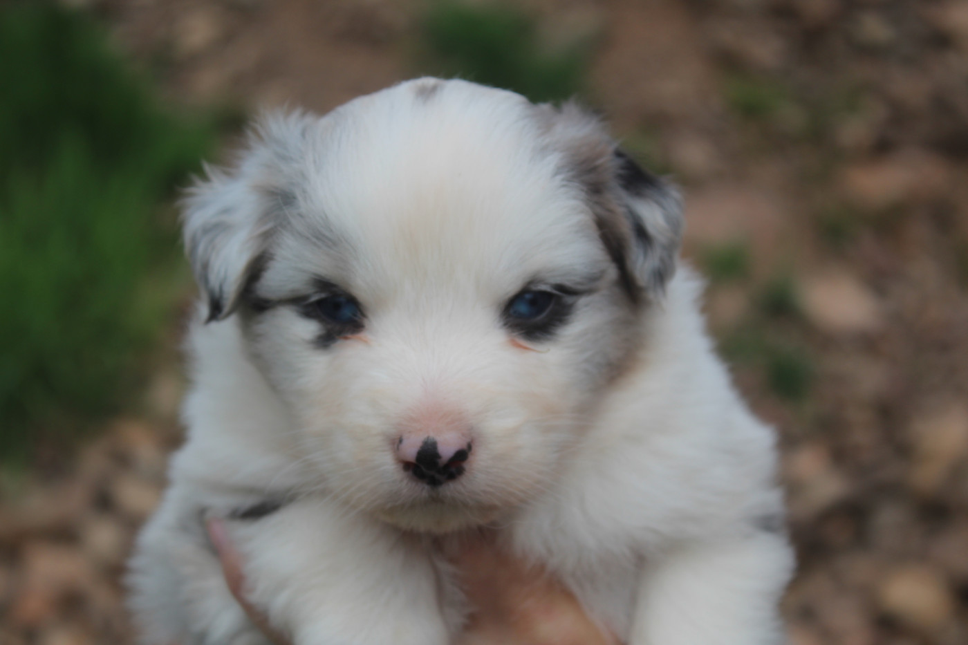Royal Fluffy - Chiots disponibles - Berger Australien