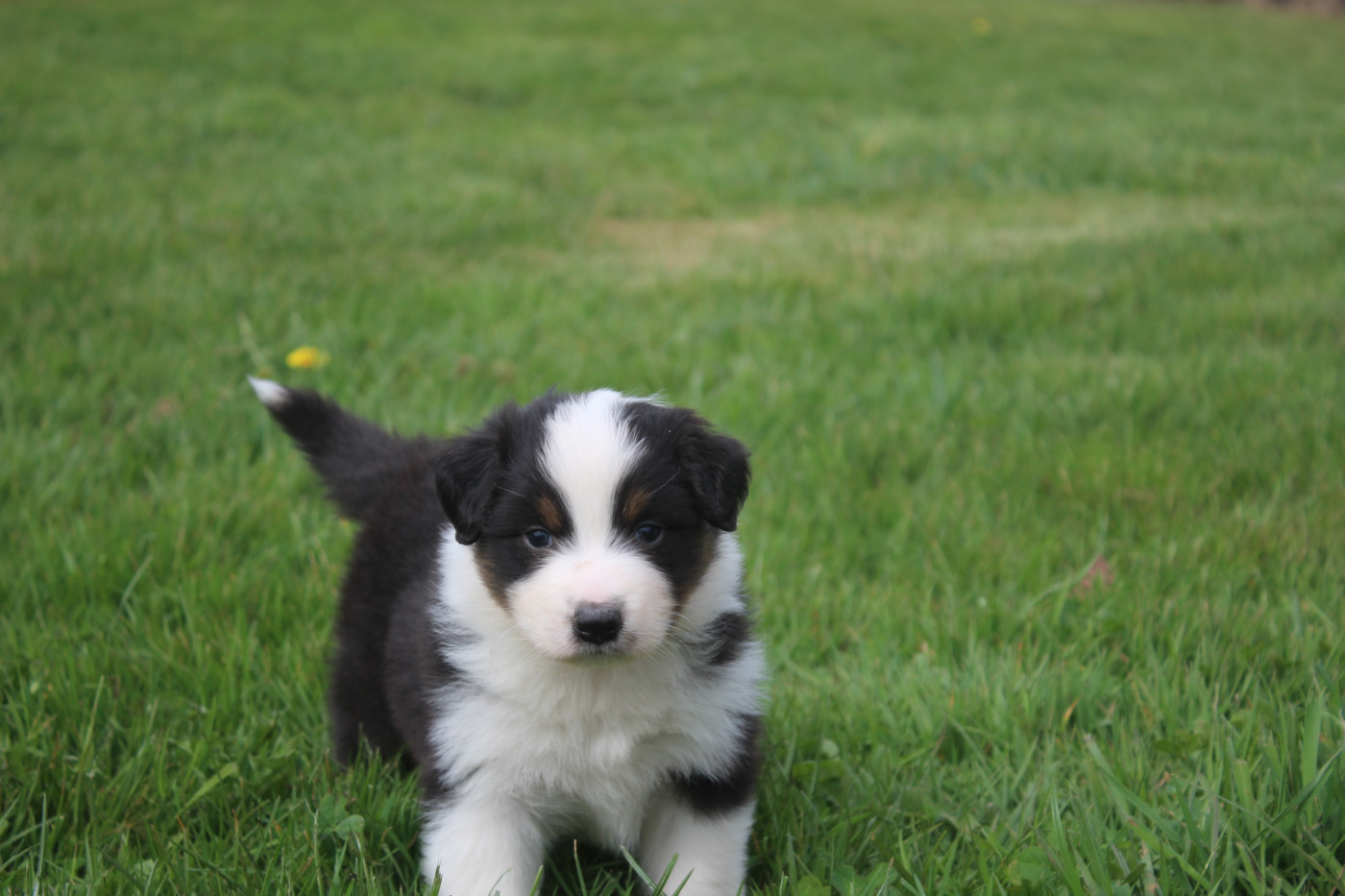 Royal Fluffy - Chiots disponibles - Berger Australien