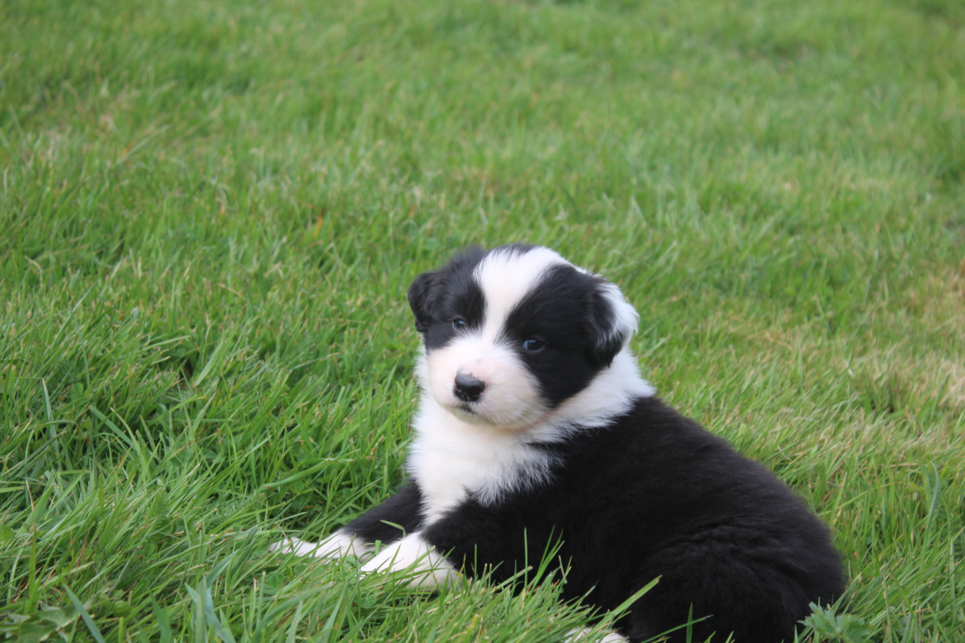 Royal Fluffy - Chiots disponibles - Berger Australien