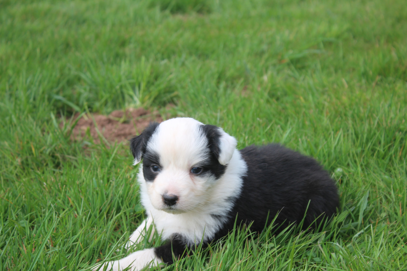 Royal Fluffy - Chiots disponibles - Berger Australien