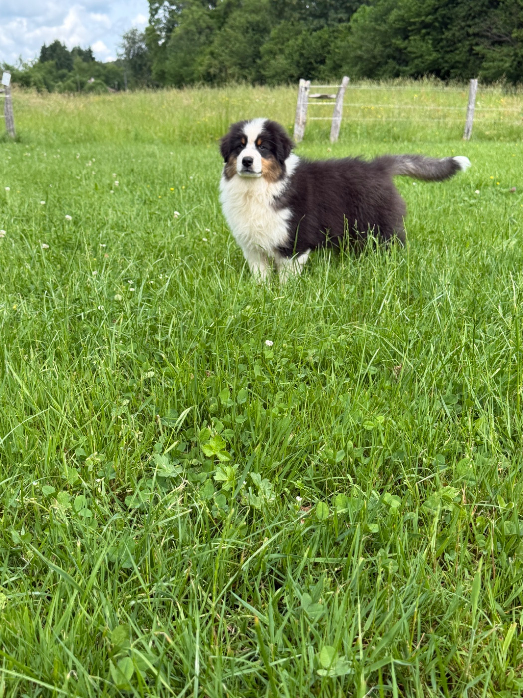 Royal Fluffy - Chiots disponibles - Berger Australien