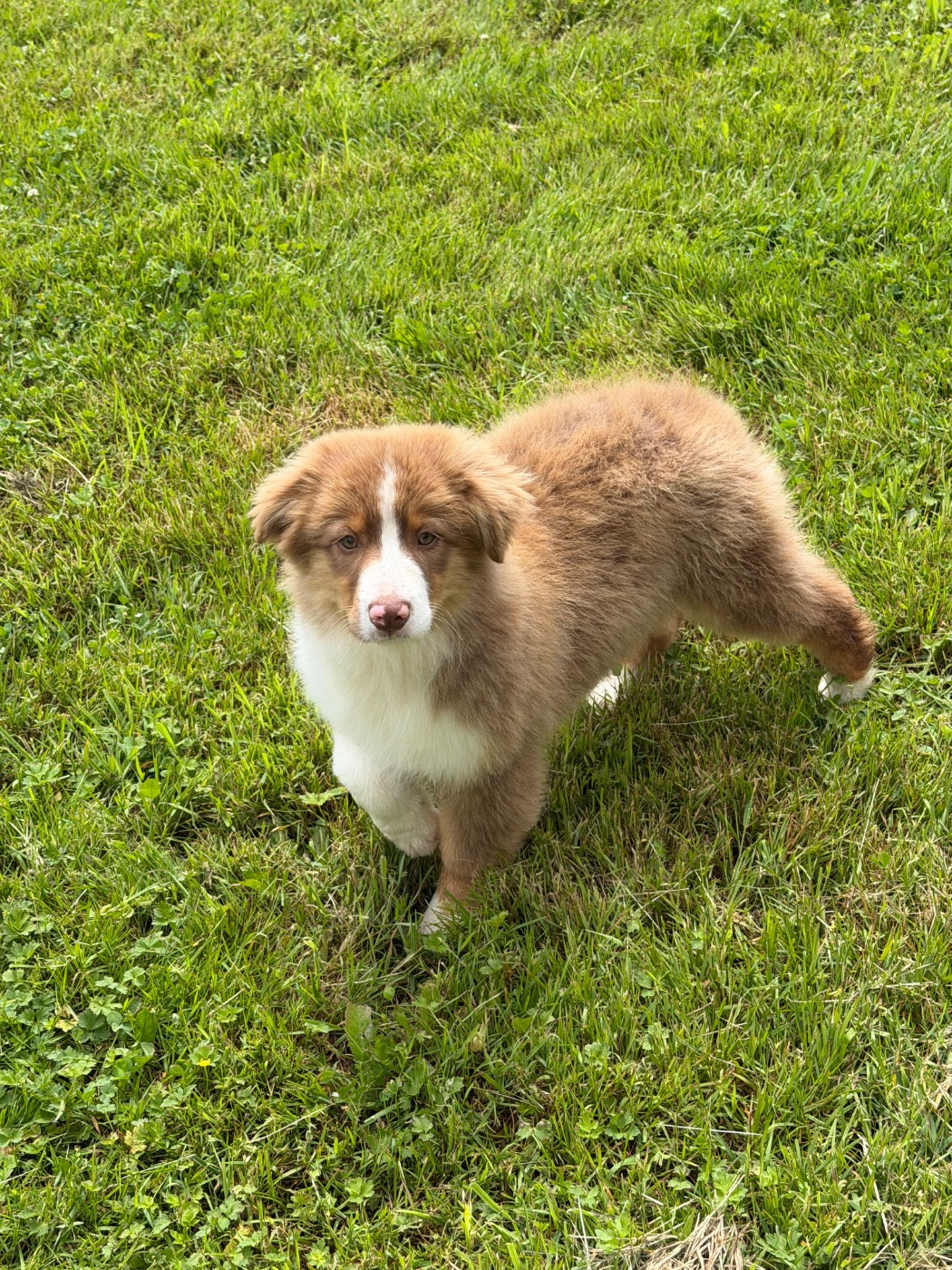 Royal Fluffy - Chiots disponibles - Berger Australien