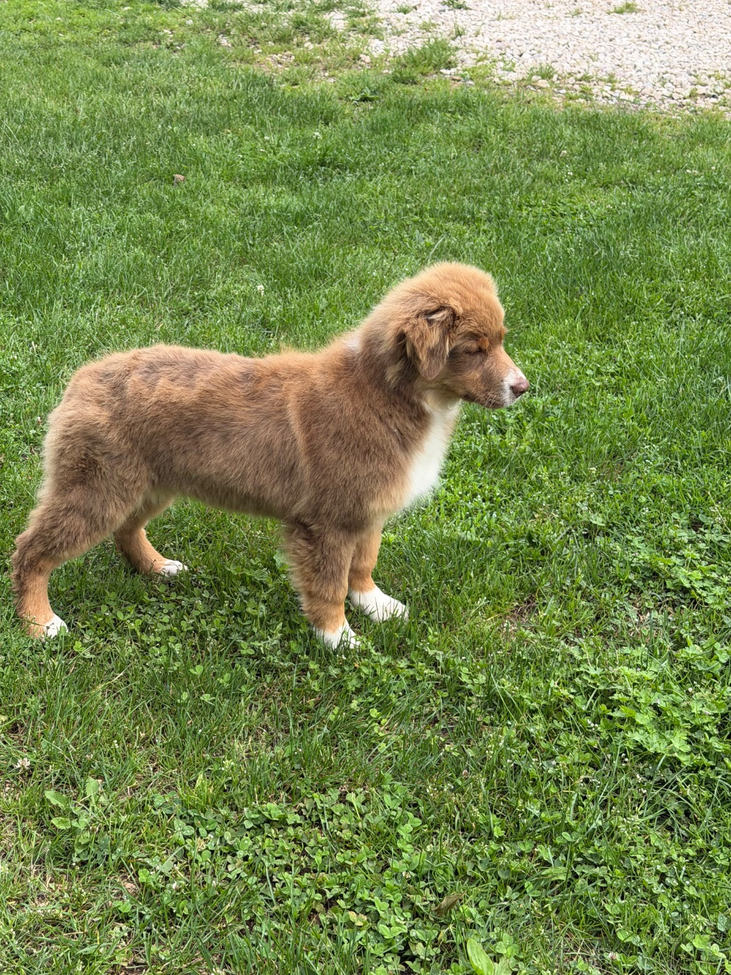 Royal Fluffy - Chiots disponibles - Berger Australien