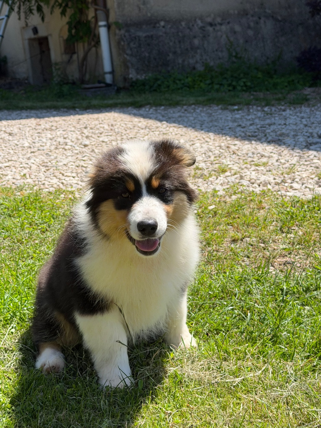 Royal Fluffy - Chiots disponibles - Berger Australien