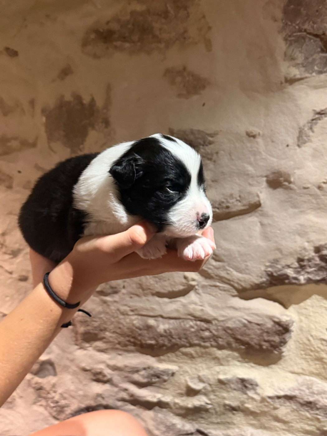 Royal Fluffy - Chiots disponibles - Berger Australien