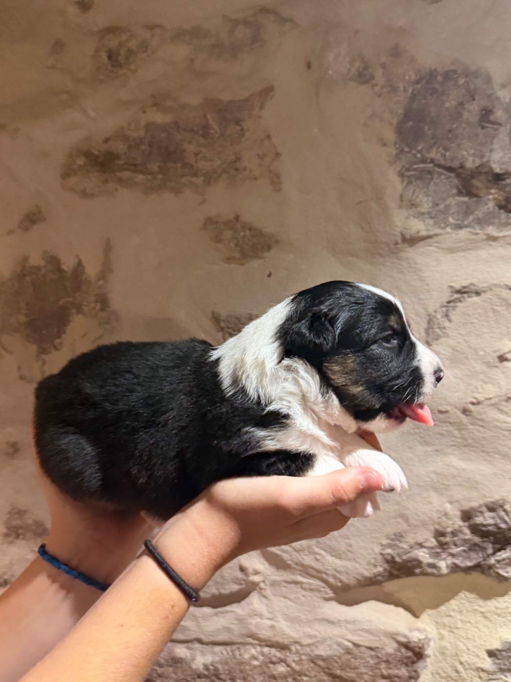 Royal Fluffy - Chiots disponibles - Berger Australien