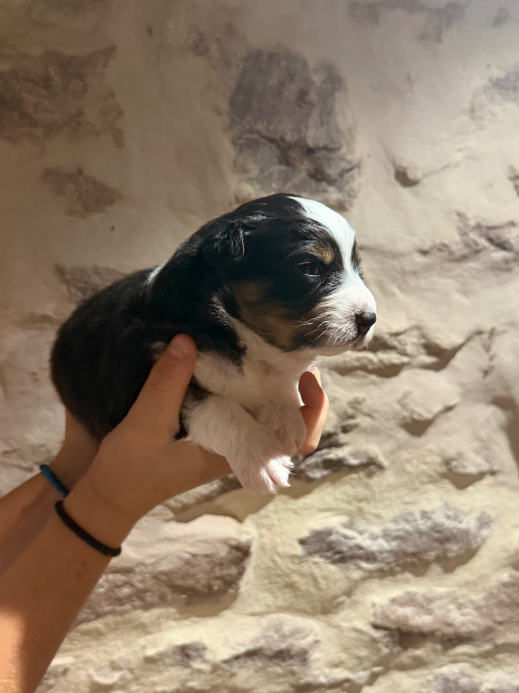 Royal Fluffy - Chiots disponibles - Berger Australien