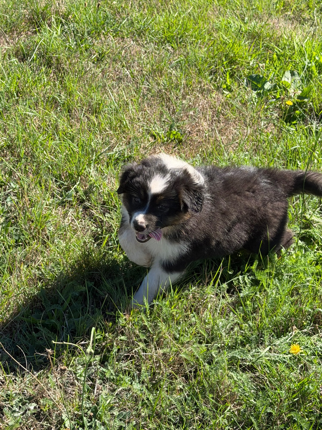 Royal Fluffy - Chiots disponibles - Berger Australien