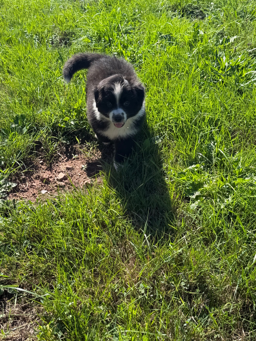 Royal Fluffy - Chiots disponibles - Berger Australien